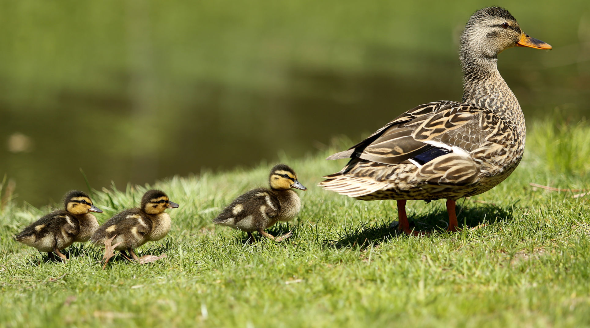 Outtakes: Ducklings